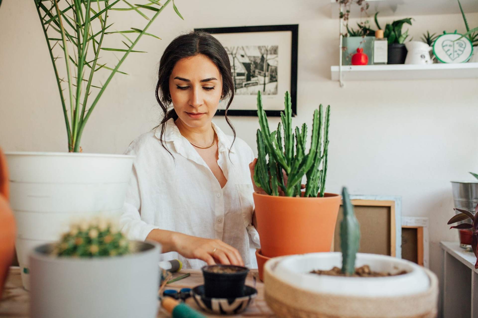 The houseplant that matches your personality (find yours below) — Garden & terrace