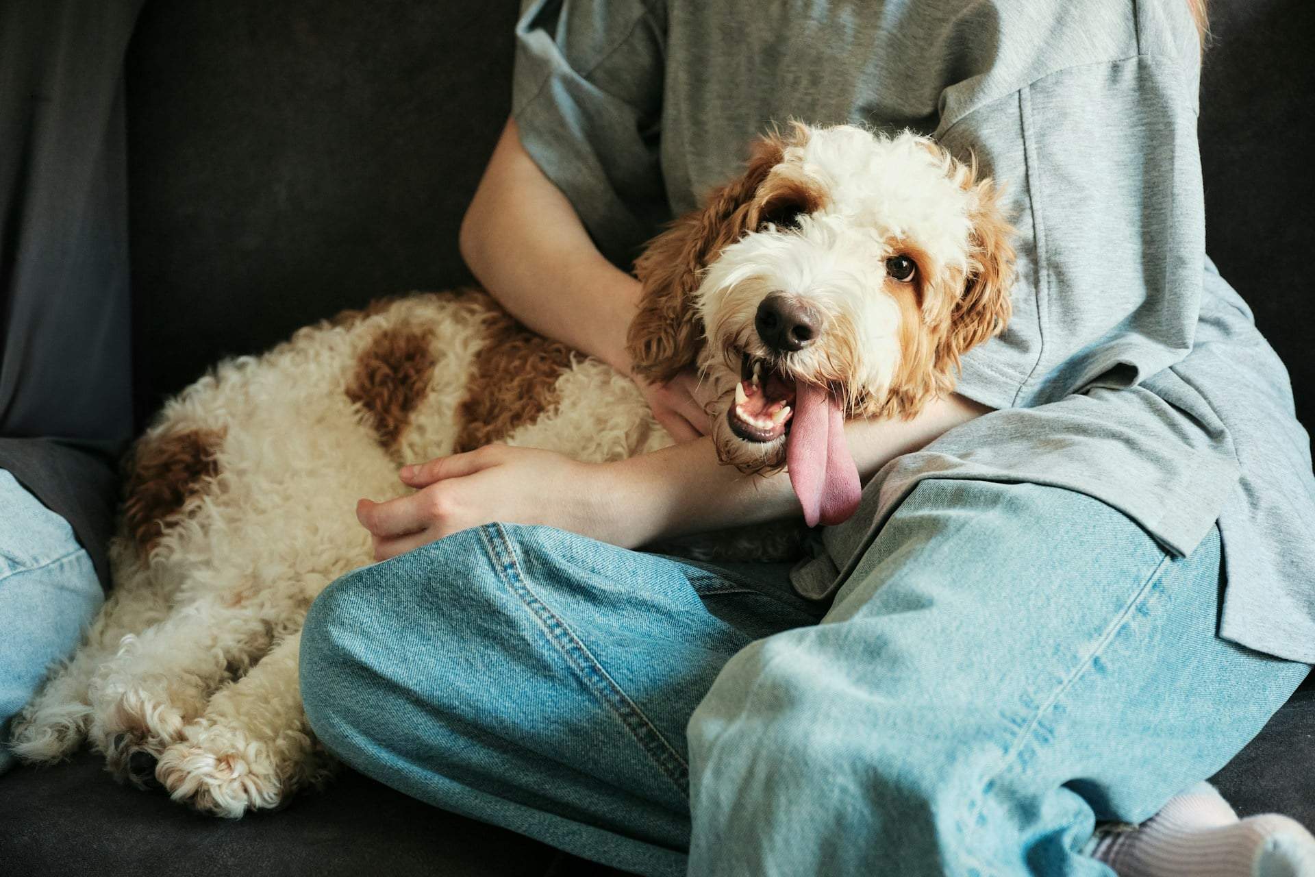 5 of the Rarest Dog Breeds in the World — and Almost No One Has Heard of Them — Family