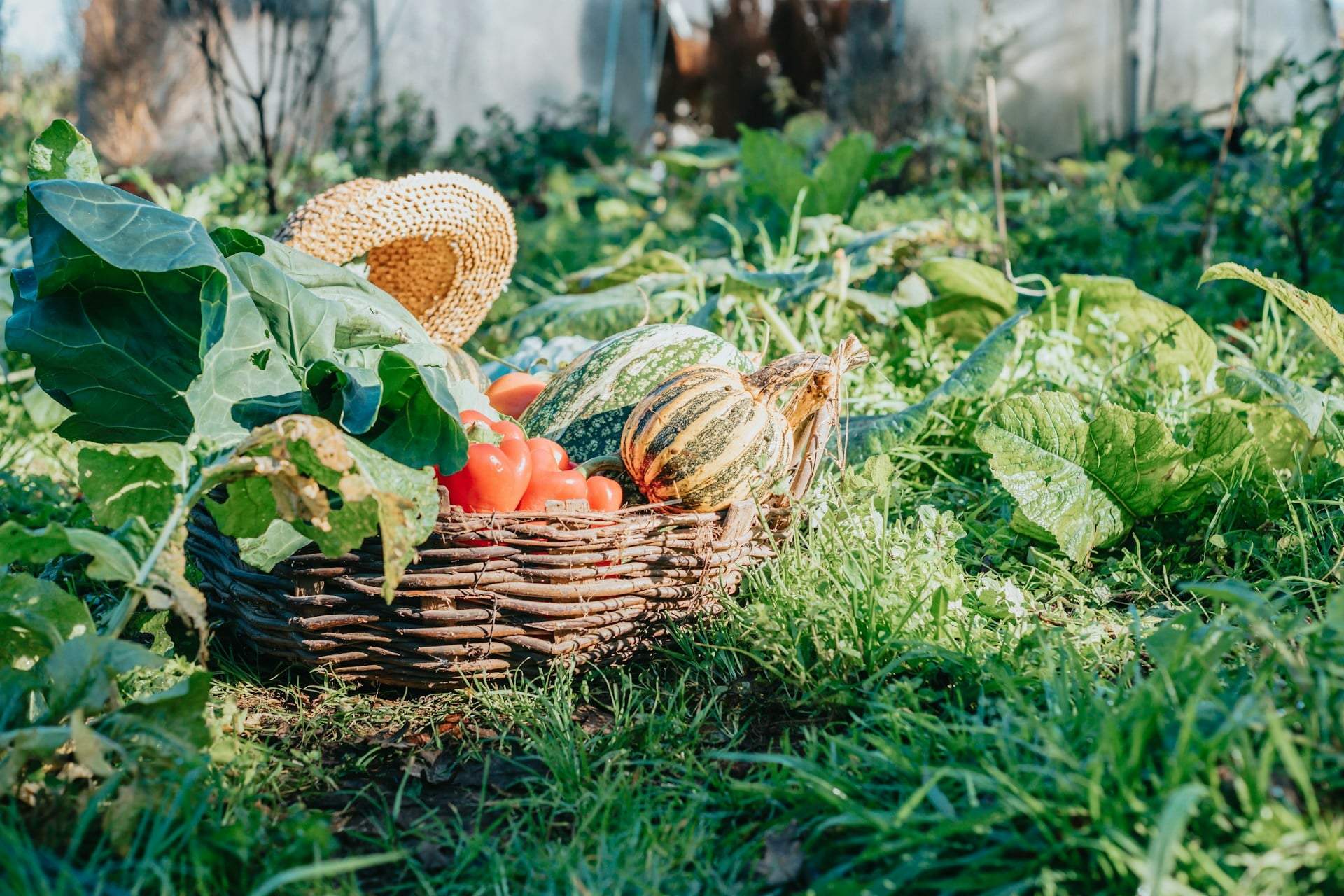 Never plant these 7 vegetables side by side — they quietly starve each other — Garden & terrace
