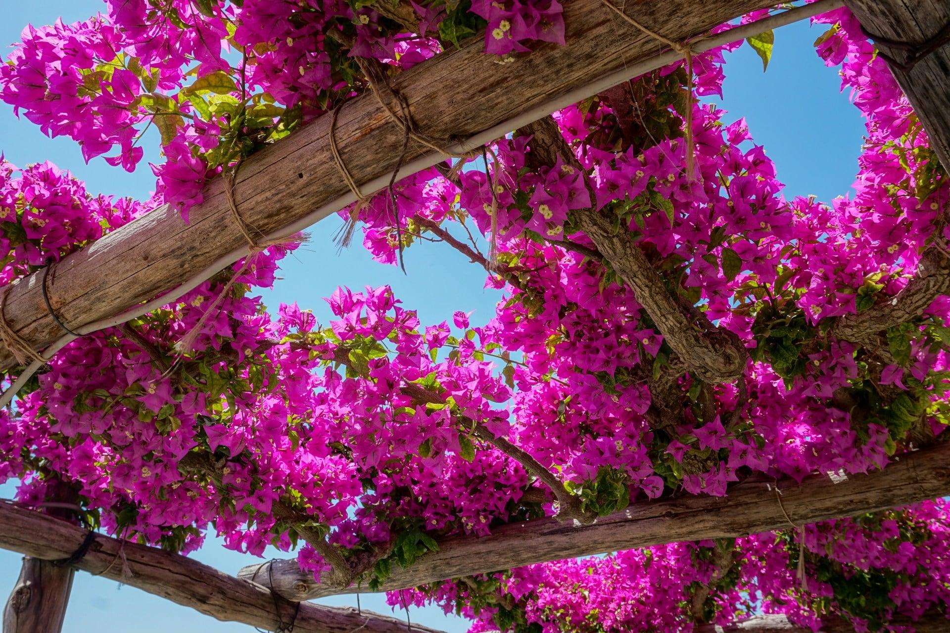 7 natural shade ideas that look far more beautiful than a patio umbrella — Garden & terrace