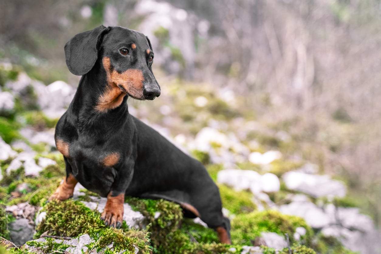 My Dog Quietly Taught Me Patience — and I Changed Without Even Noticing — Family