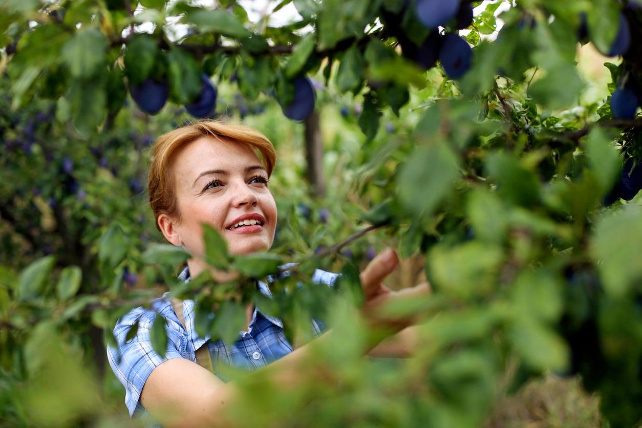 5 fruit trees that reward you with a surprisingly generous harvest — Garden & terrace
