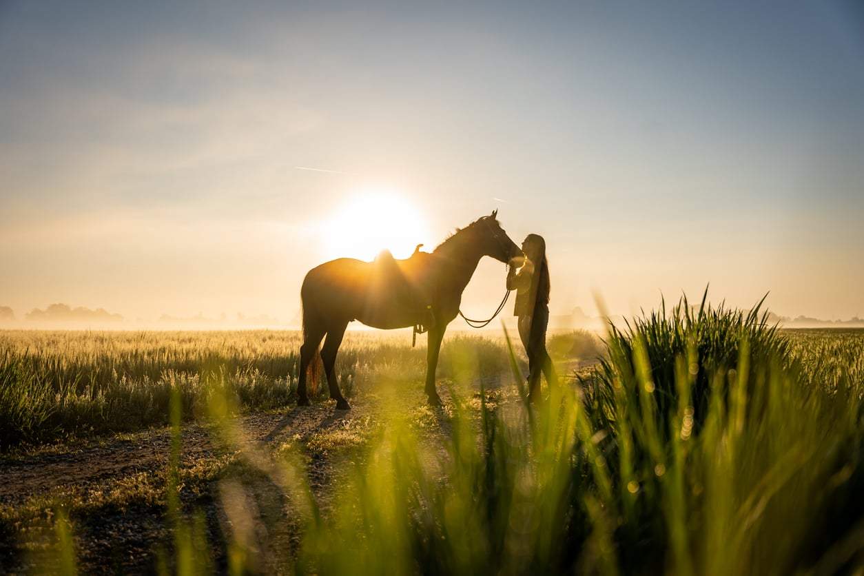20 Horse Movies Every Animal Lover Needs to Watch at Least Once — Leisure