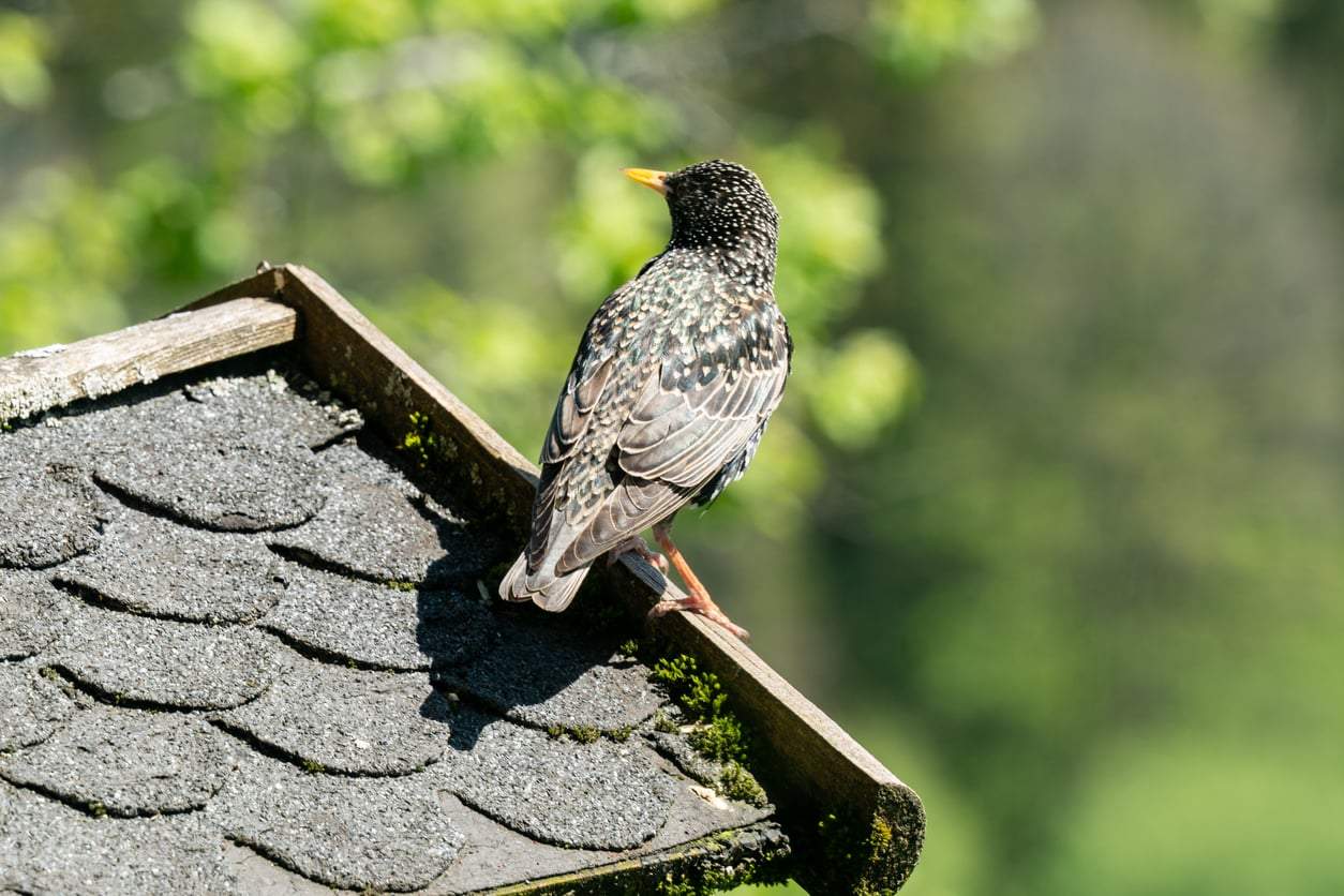 Found a bird's nest in your gutter? Here's the one thing you should never do — Household
