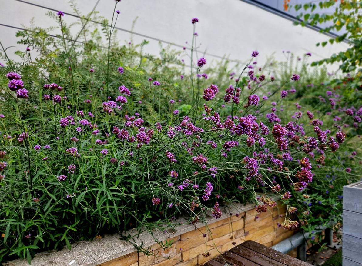 7 balcony flowers that beat the heat far better than geraniums — Garden & terrace