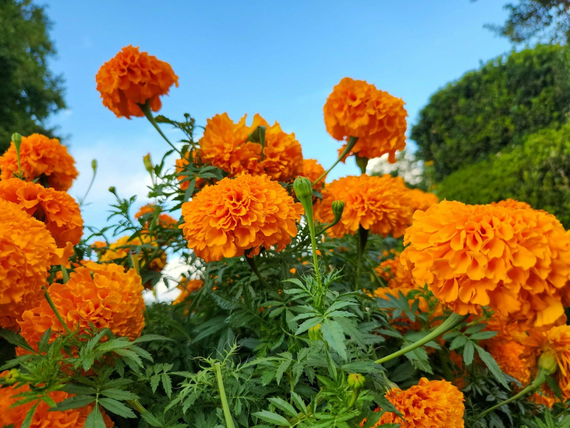 10 Plants That Naturally Keep Ticks Out of Your Garden — Garden & terrace