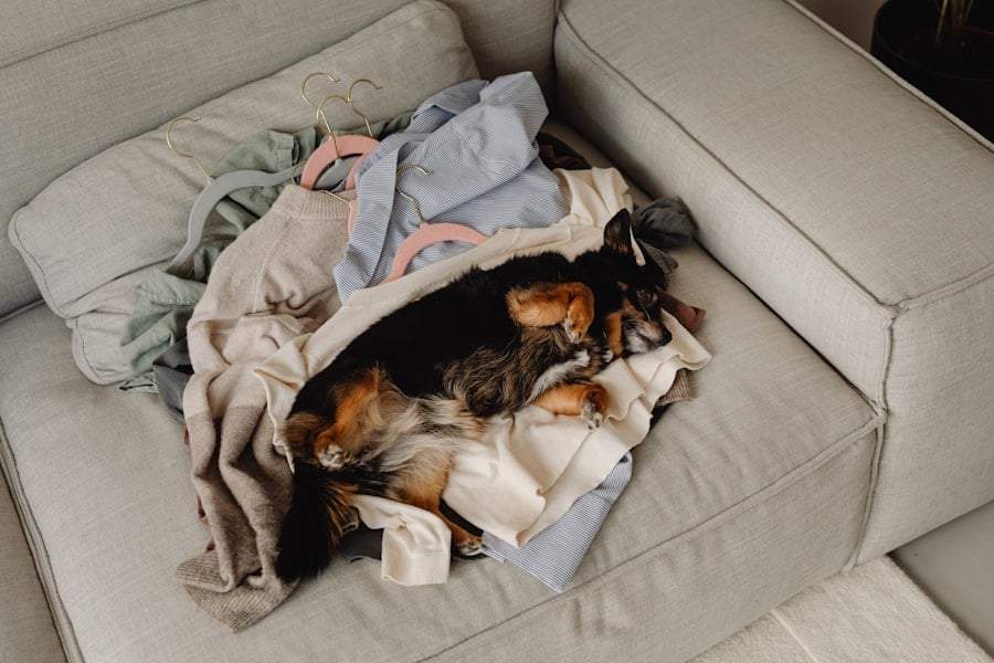 Is a messy home stressing out your dog? Here's what experts really say — Family