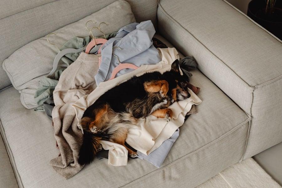 Is a messy home stressing out your dog? Here's what experts really say — Family