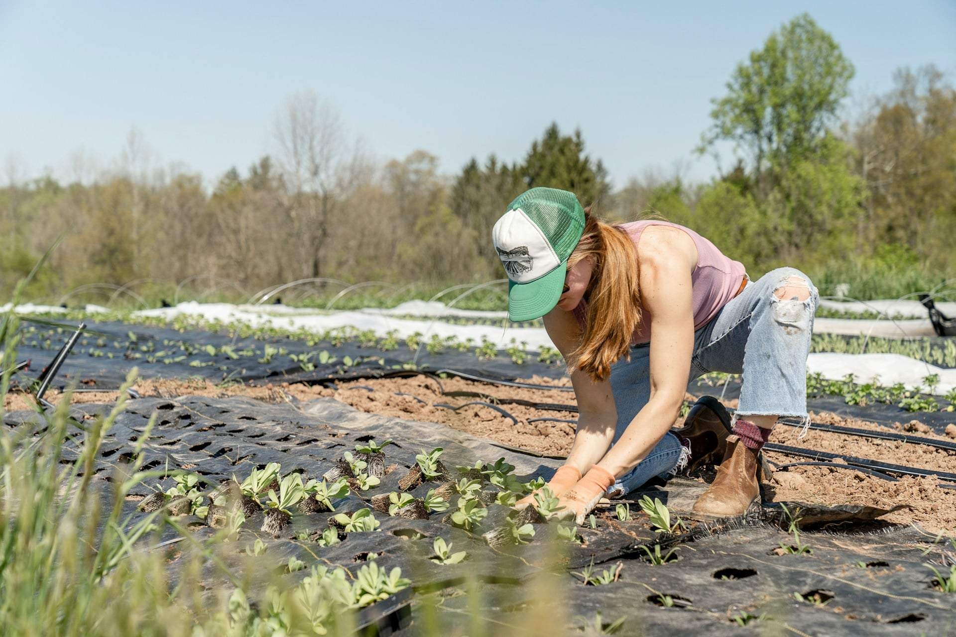 The sugar trick gardeners swear by — and how to use it the right way — Household