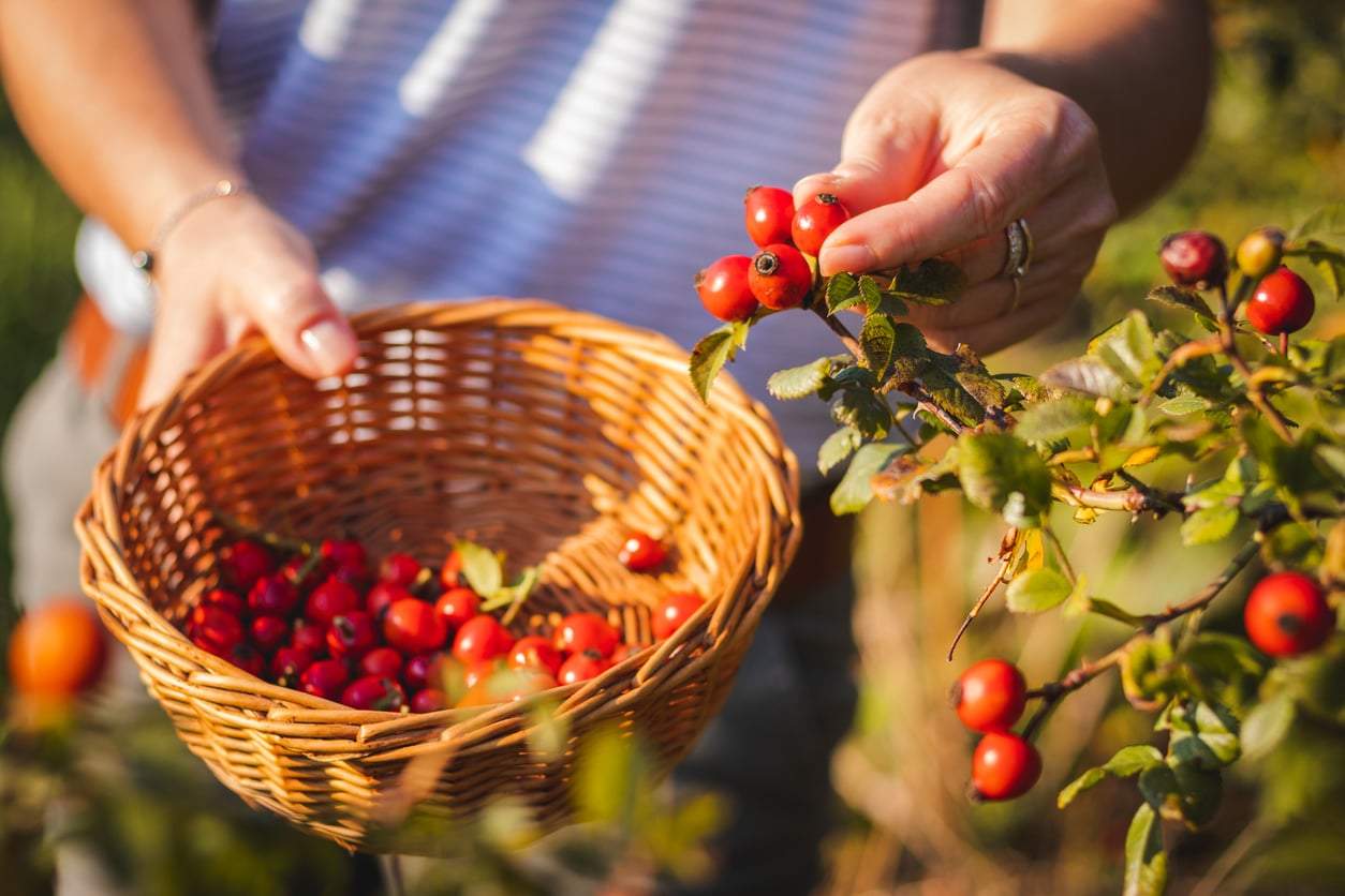 3 forgotten local foods that beat expensive superfoods hands down — Health