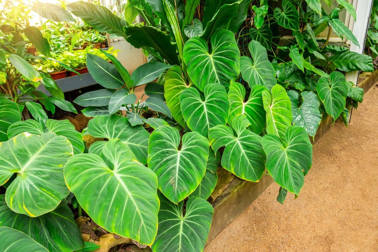 Bulbs in Pots: The September Hour That Buys You a Whole Balcony Spring — Garden & terrace