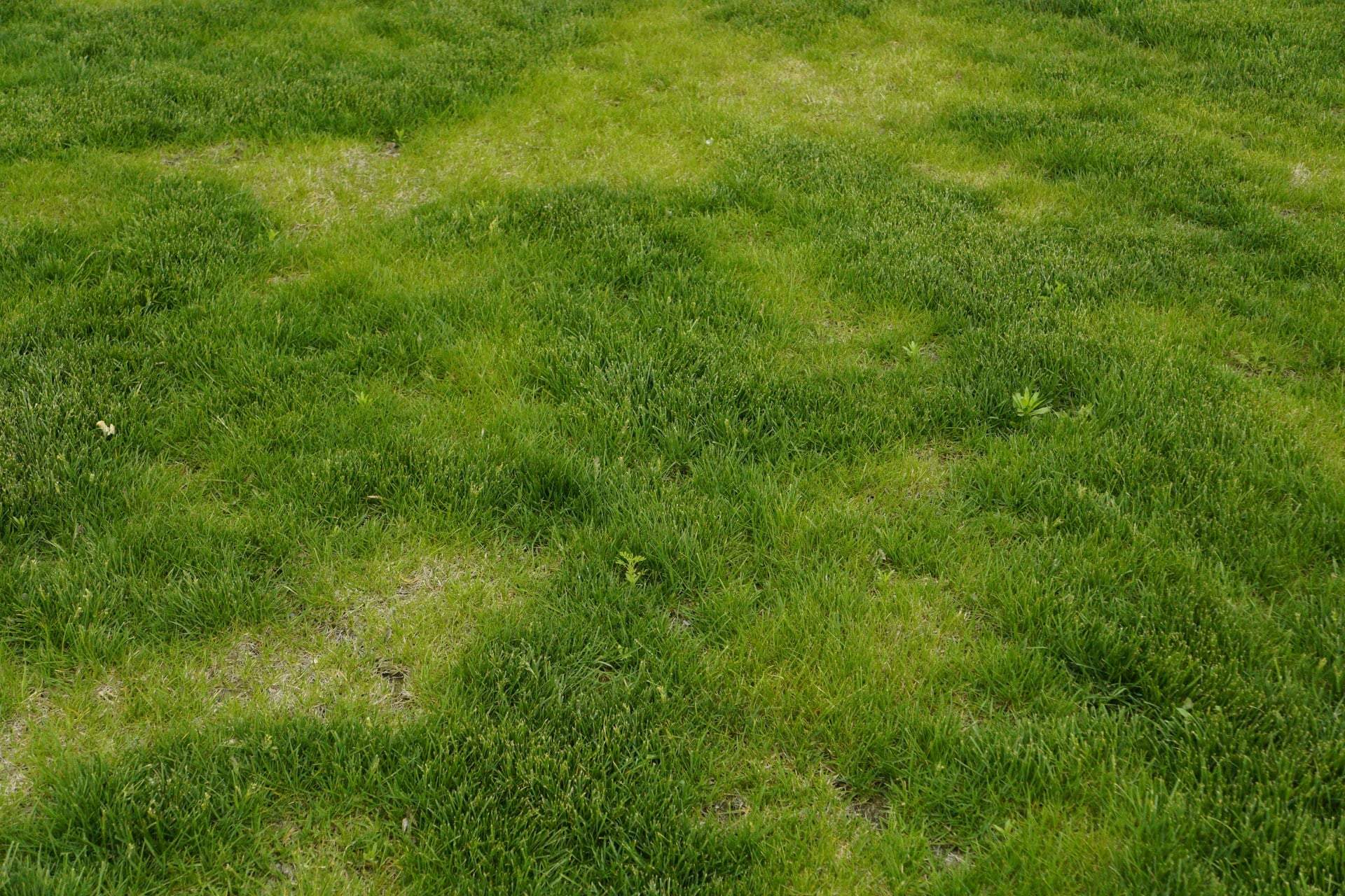 Brown Patches on Your Lawn? This Cheap Kitchen Fix Will Turn It Green Again — Garden & terrace