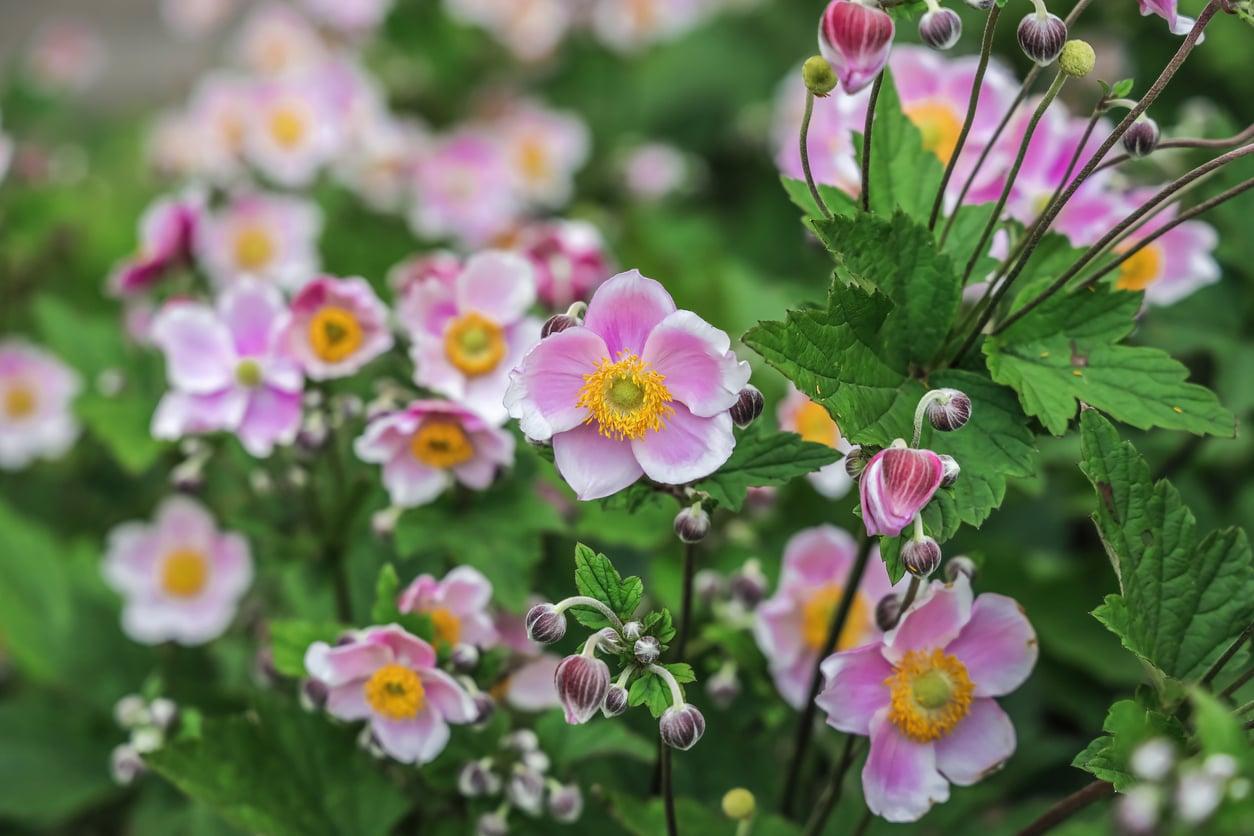 The October Garden Jobs That Pay You Back in Spring — and the One Worth Skipping — Garden & terrace