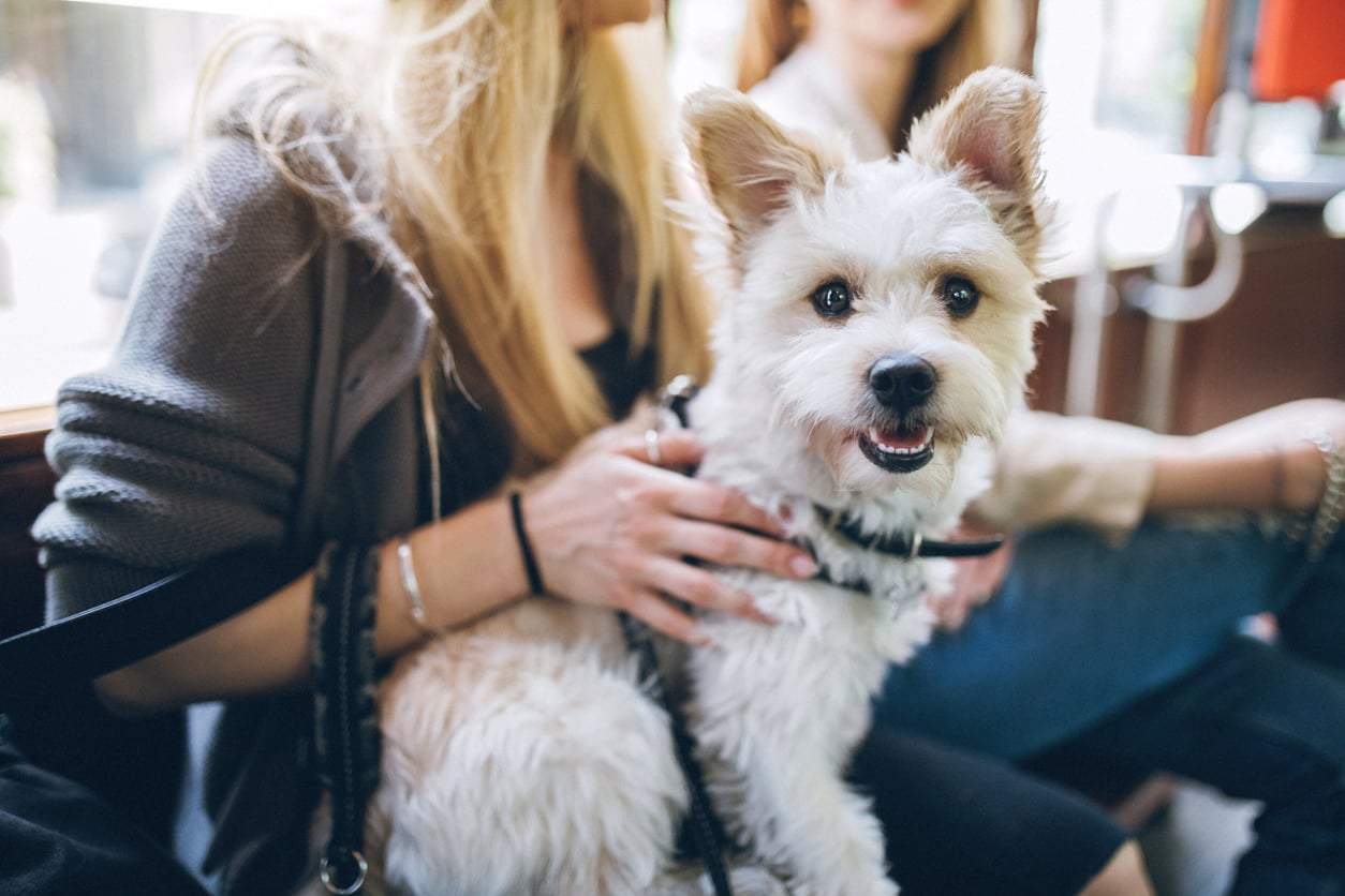 The Most Popular Small and Large Dog Breeds — and How to Choose the Right One for You — Family