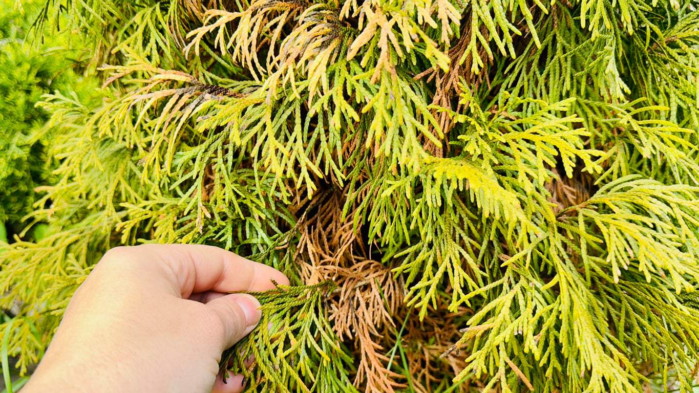 Your Thuja Is Turning Brown — Here's What to Do This Fall Before It's Too Late — Garden & terrace