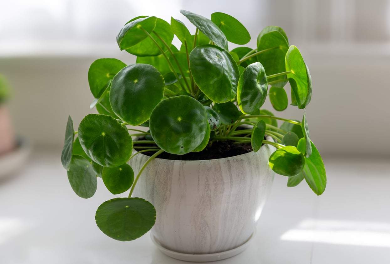 6 Houseplants That Are Said to Bring Wealth and Abundance Into Your Home — Decor